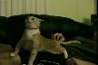 huylu kedi !
