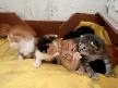 ��lg�n tatl� kedi yavrular�