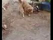 Kedi ve k�pe�in dostlu�u
