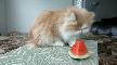 // karpuz hastas� kedi,k�pek //