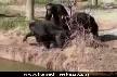 karde�ine bile g�venmeyeceksin