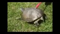 Ka��nan Kaplumba�a