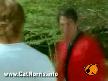 Karete merakl�s� kedi