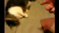 Ölü Numarası Yapan Kedi