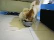 YEME��N� VERMEYEN KED� �OK KOM�K �ZLE:)