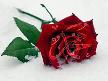Super Arapca �lahi