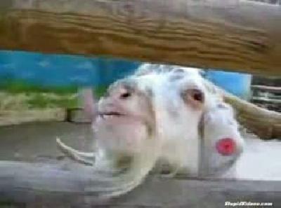 Ruh Hastas� Ke�i