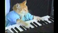 İlginç Piyanist Kedi