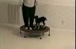 Trambolinde Z�playan O�lak